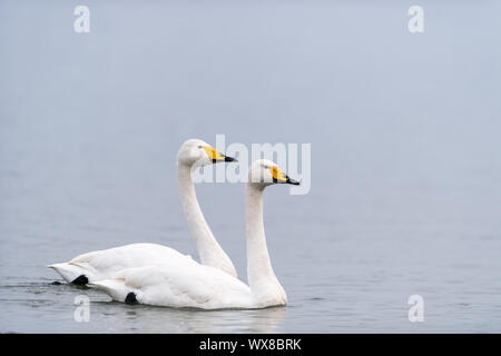 Deux cygnes chanteurs natation Banque D'Images