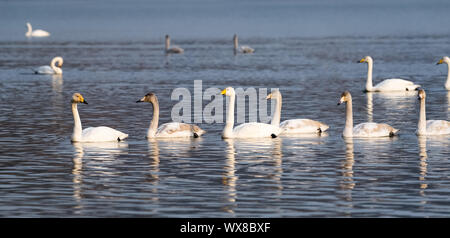 Dans le lac des cygnes chanteurs Banque D'Images