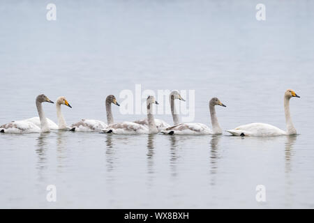 Les cygnes chanteurs dans l'eau Banque D'Images