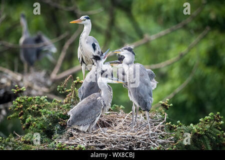 Héron cendré Ardea cinerea Banque D'Images