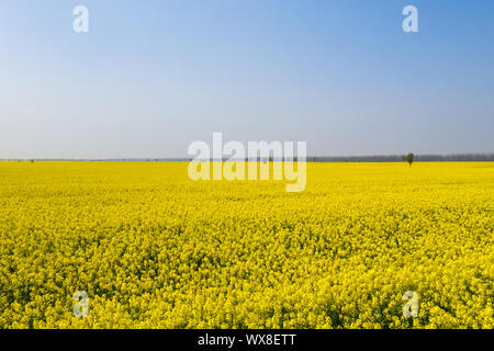 Champ de colza en fleurs au printemps Ensoleillé Banque D'Images