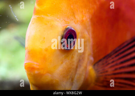 Portrait d'un des poissons de disque Banque D'Images