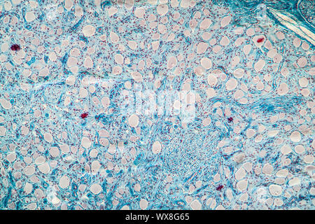 Palais mou tissus sous le microscope 100x Banque D'Images