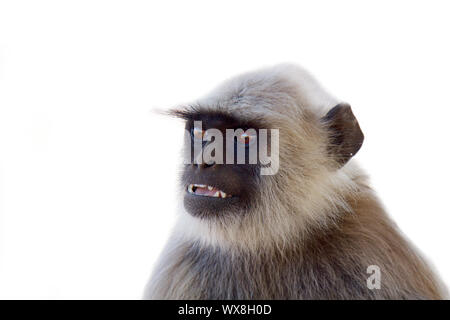 Langur portrait close-up. Banque D'Images