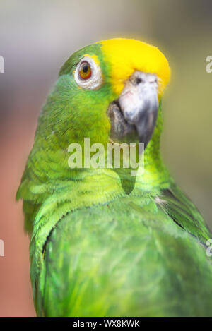 Close up of Yellow couronné amazon Parrot. Banque D'Images