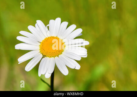 Un bokeh avec Daisy en fleurs dans la région de Green Meadow Banque D'Images