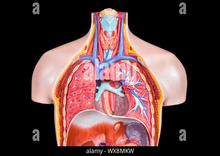 Corps humain à l'intérieur du modèle sur fond noir Banque D'Images