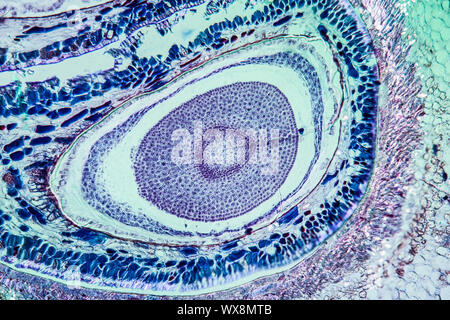 Pommes de pâte sous le microscope 100x Banque D'Images