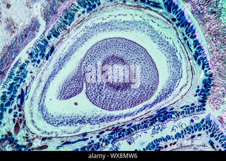 Pommes de pâte sous le microscope 100x Banque D'Images