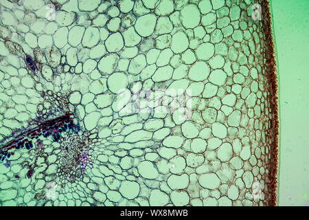 Pommes de pâte sous le microscope 100x Banque D'Images