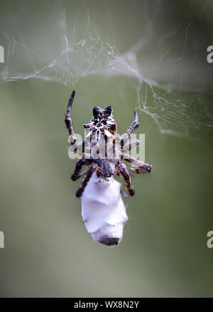 Cyrtophora citricola - spider Opuntia Banque D'Images