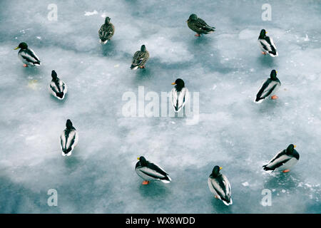 Forte accumulation de canards en hiver sur la glace du réservoir. Banque D'Images