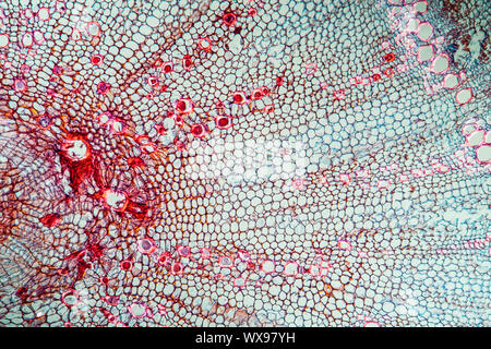 La carotte à l'échelle 100x Banque D'Images