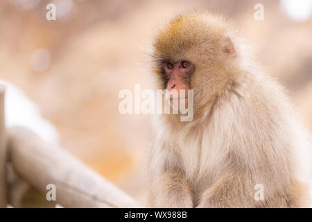 Neige japonaise monkey Banque D'Images