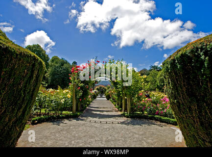 Une magnifique roseraie et Jardins Botaniques de Christchurch à archway à Christchurch, Nouvelle-Zélande Banque D'Images