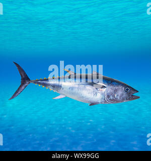 Thon rouge Thunnus thynnus nager sous l'eau photo mont Banque D'Images