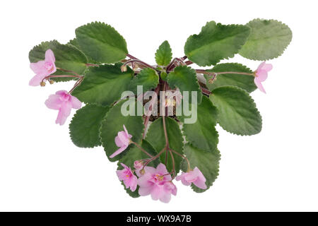 Fleurs violettes en intérieur comme bush isolé en forme de coeur Banque D'Images