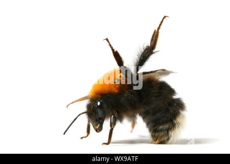 Bumble bee aérobie danse isolé sur fond blanc Banque D'Images