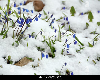 Scilla fleurs bleu Banque D'Images