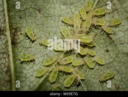 Macro de pucerons sur une feuille Banque D'Images