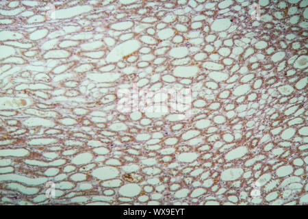 Poumons sains chien lung tissue 100x Banque D'Images