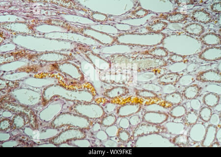 Poumons sains chien lung tissue 200x Banque D'Images