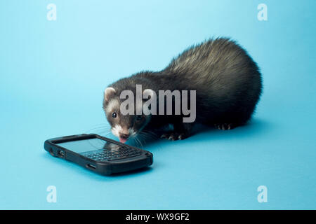 Close up image ferret with cellphone contre fond bleu Banque D'Images