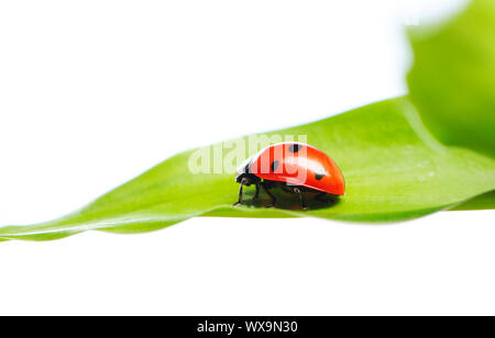 Coccinelle sur une feuille sur fond blanc Banque D'Images