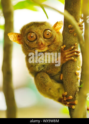 Singe Tarsier en milieu naturel Banque D'Images