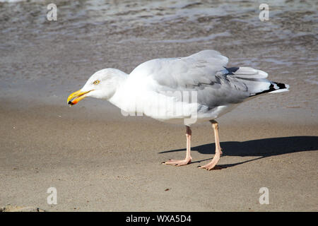 Mouette sur la plage, sur la mer Baltique Banque D'Images