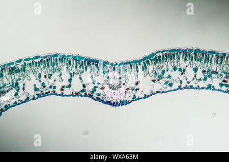 La section des feuilles de canneberge sous le microscope 100x Banque D'Images