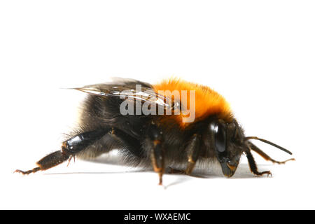 Bumble bee aérobie danse isolé sur fond blanc Banque D'Images