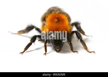 Bumble bee aérobie danse isolé sur fond blanc Banque D'Images