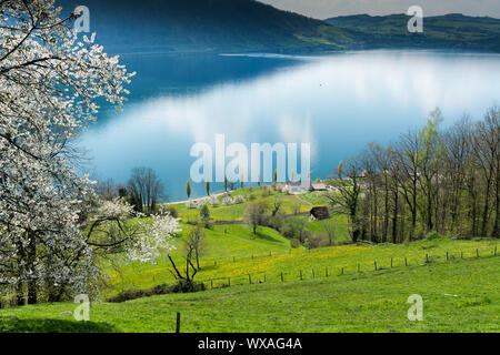 Paysage idyllique avec le lac de Zoug et les montagnes environnantes sur une journée de printemps avec des fleurs en fleurs une Banque D'Images