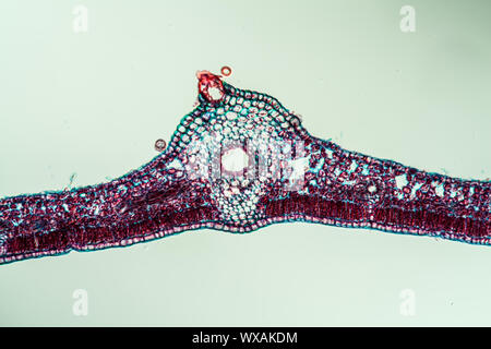 Poison ivy leaf cross section 100x Banque D'Images