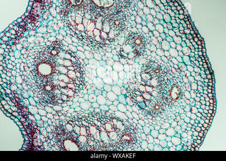 Poison ivy leaf cross section 100x Banque D'Images