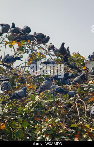 Les pigeons de roche bleu Multiplication Banque D'Images