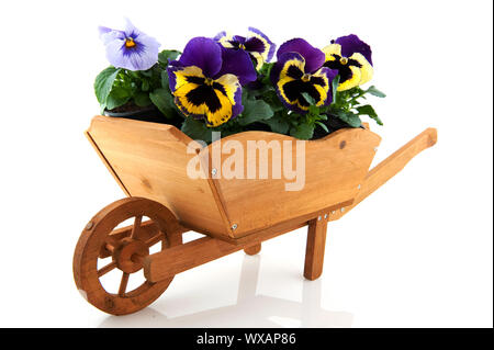 Brouette en bois pour le jardin rempli de pensées Banque D'Images