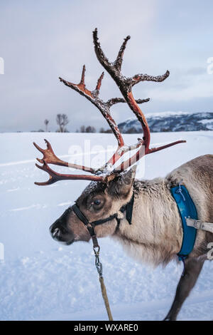 Portrait d'un renne avec bois massif Banque D'Images