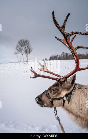 Portrait d'un renne avec bois massif Banque D'Images