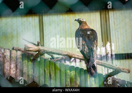 L'aigle doré observe attentivement son environnement. Aquila chrysaetos Banque D'Images