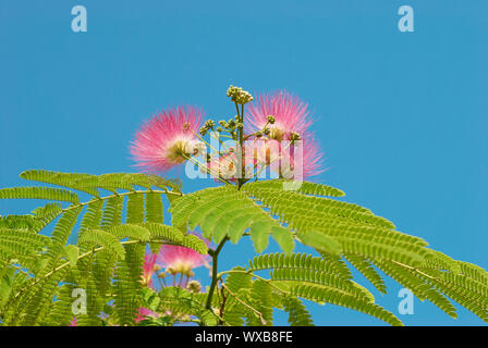 Fleurs d'acacia (Albizzia julibrissin) Banque D'Images