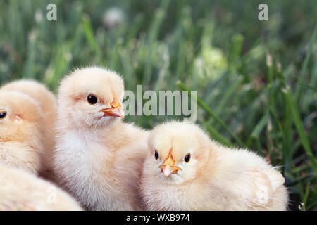 Peu de poussins Orpington Buff assis entassés dans l'herbe. L'extrême profondeur de champ. Banque D'Images