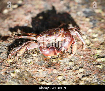 Crabe sur une pierre Banque D'Images