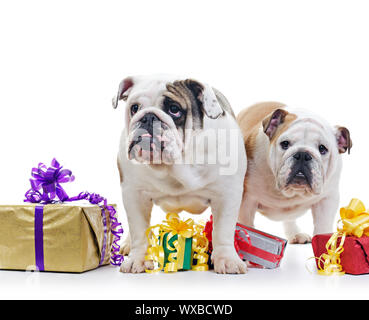 Deux chiens Bouledogue Anglais plus debout près et au-dessus de boîtes-cadeaux sur fond blanc, selective focus Banque D'Images