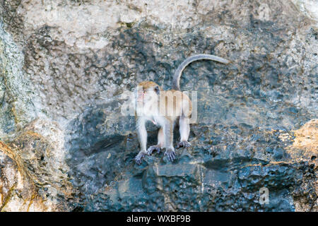 Wild monkey sitting on rock Banque D'Images