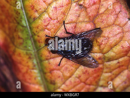 Mouche on leaf Banque D'Images