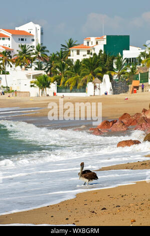 Pelican sur la plage de Puerto Vallarta au Mexique Banque D'Images