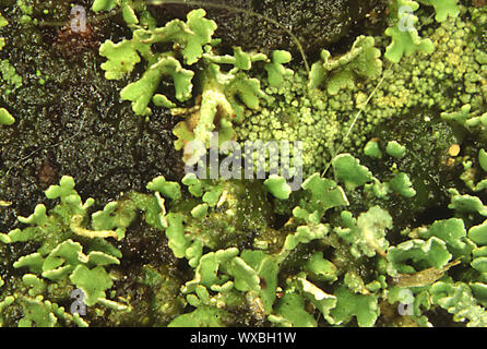 Les lichens vert sur le bois mort Banque D'Images