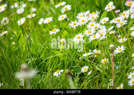 Daisy flowers meadow background Banque D'Images